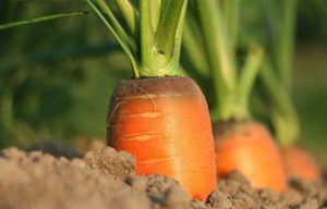 Pročitajte više o članku Nasveti za gojenje zelenjave po ljudskem izročilu. Zakaj pa ne?